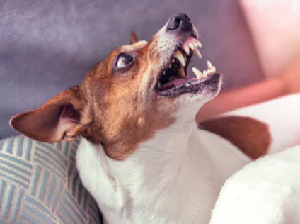 Dog9 Dog9